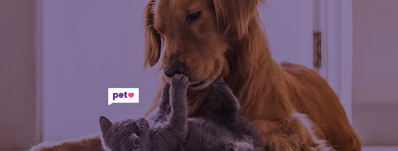 Evolução logotipo Petlove Evolução logotipo Petlove